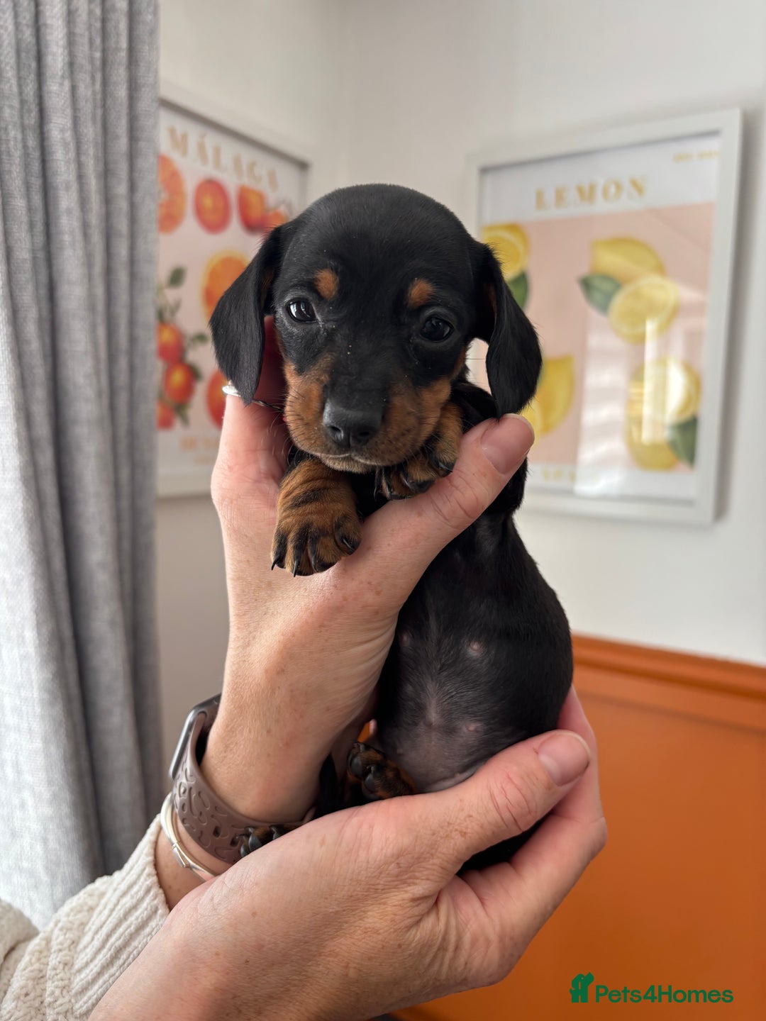 Dachshund dogs for sale: Miniature dachshund puppies  black/tan & 2 dapple  - Image 1