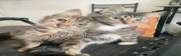Maine Coon cats for sale: 3/4 Maine Coon Female 6 month old - Advert 2