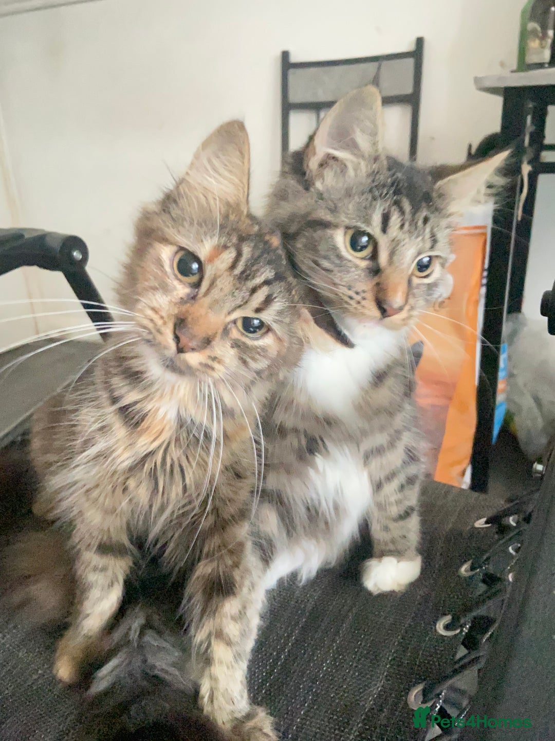 Maine Coon cats for sale: 3/4 Maine Coon Female 6 month old - Advert 2