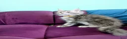 Maine Coon cats for sale: Maine Coon Pedigree Kittens  - Advert 14