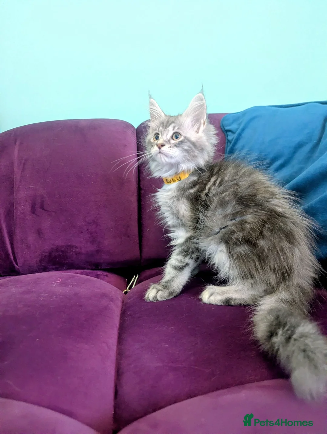 Maine Coon cats for sale: Maine Coon Pedigree Kittens  - Advert 14