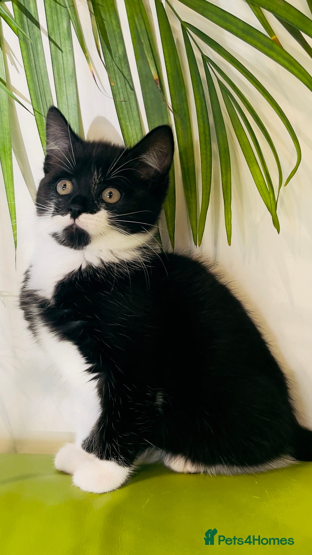 Mixed Breed cats for sale: Wonderful ,healthy clever village Kittens for sale - Advert 12