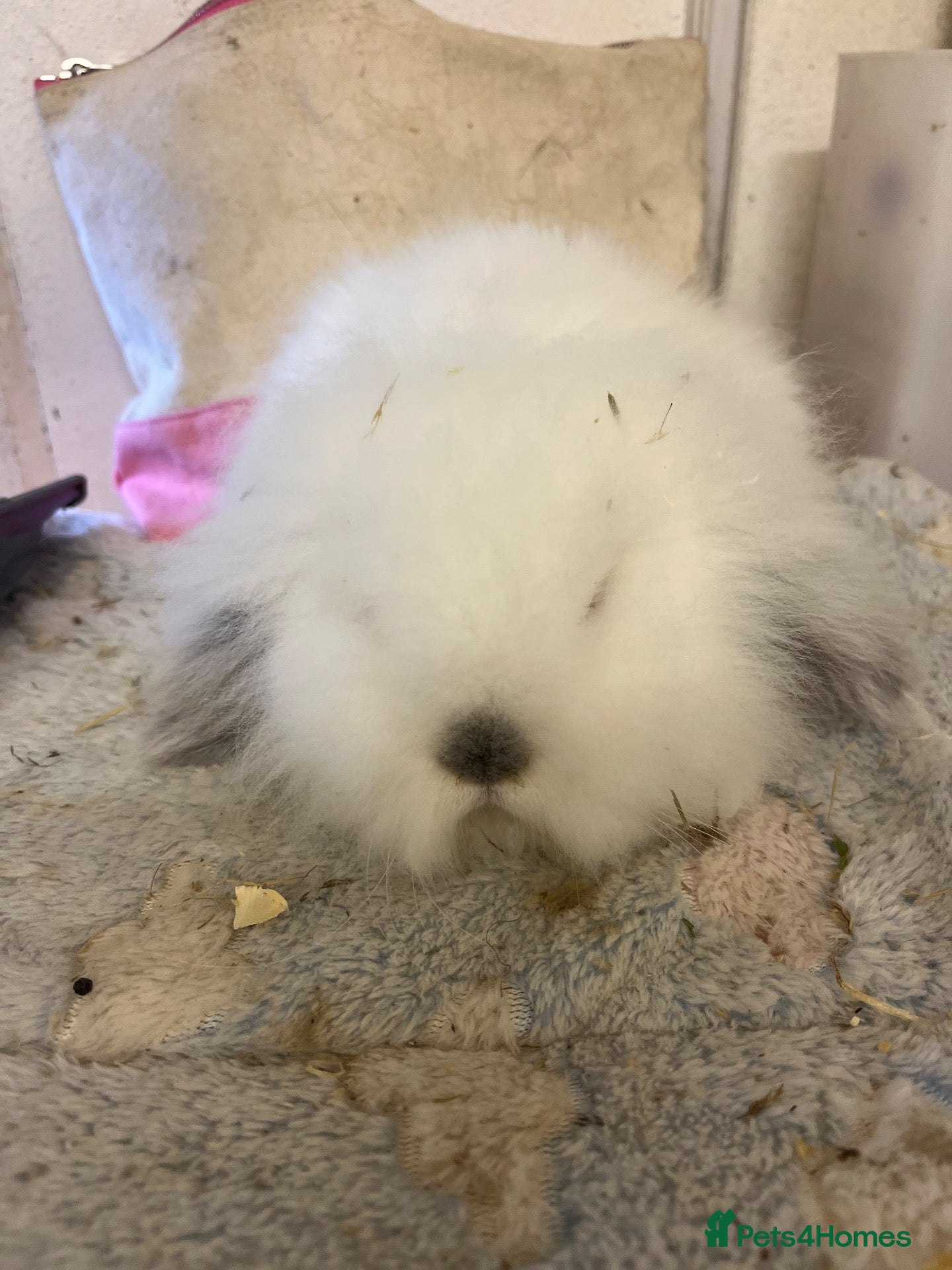 Mini Lion Lop rabbits Two beautiful boys left - Advert 4