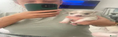 Chihuahua 1