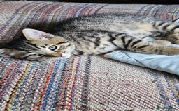 Mixed Breed cats for sale: Beautiful tabby kittens  - Image 2