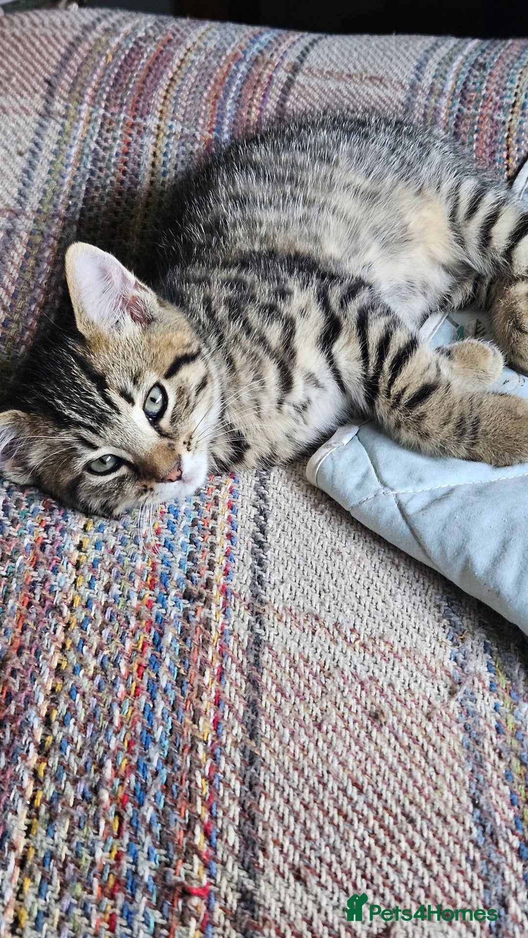 Mixed Breed cats for sale: Beautiful tabby kittens  - Image 2