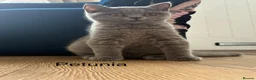 British Shorthair cats for sale: 👑🏆GCCF Registered British Shorthair Kittens🏆👑 - Advert 7