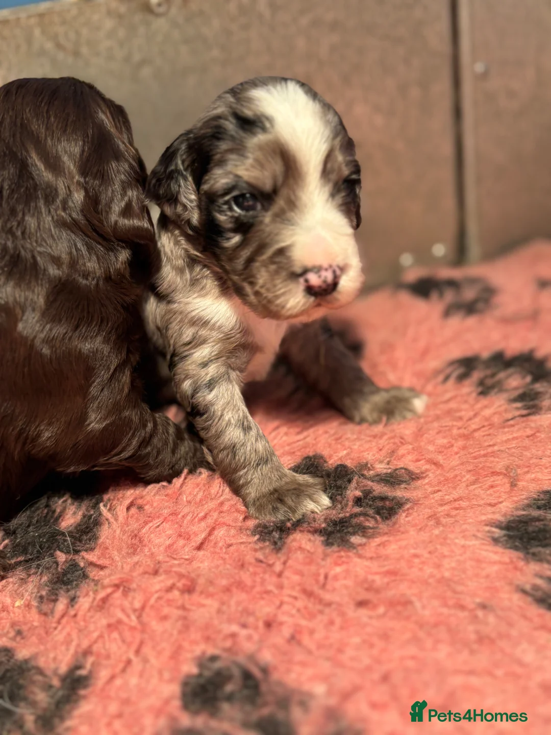 Cocker Spaniel dogs for sale: Stunning cocker Spaniel pups - Advert 8