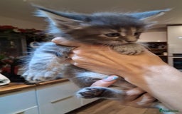 Maine Coon cats for sale: I have Beautiful healthy maicoon XL  - Image 13