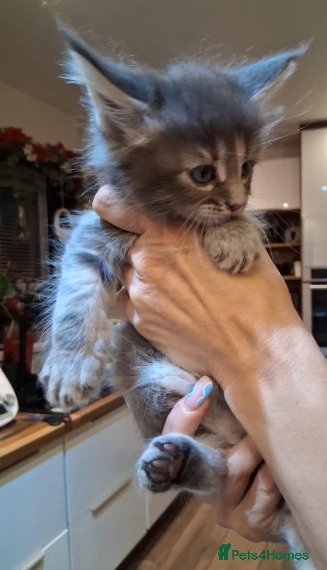 Maine Coon cats for sale: I have Beautiful healthy maicoon XL  - Image 13