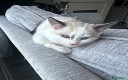 Domestic Shorthair cats for sale: Amazingly Tame, Beautiful Female Kittens  - Image 7