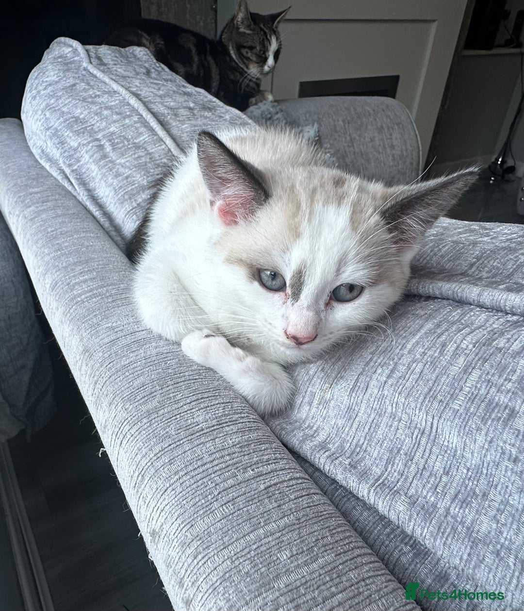 Domestic Shorthair cats for sale: Amazingly Tame, Beautiful Female Kittens  - Image 7