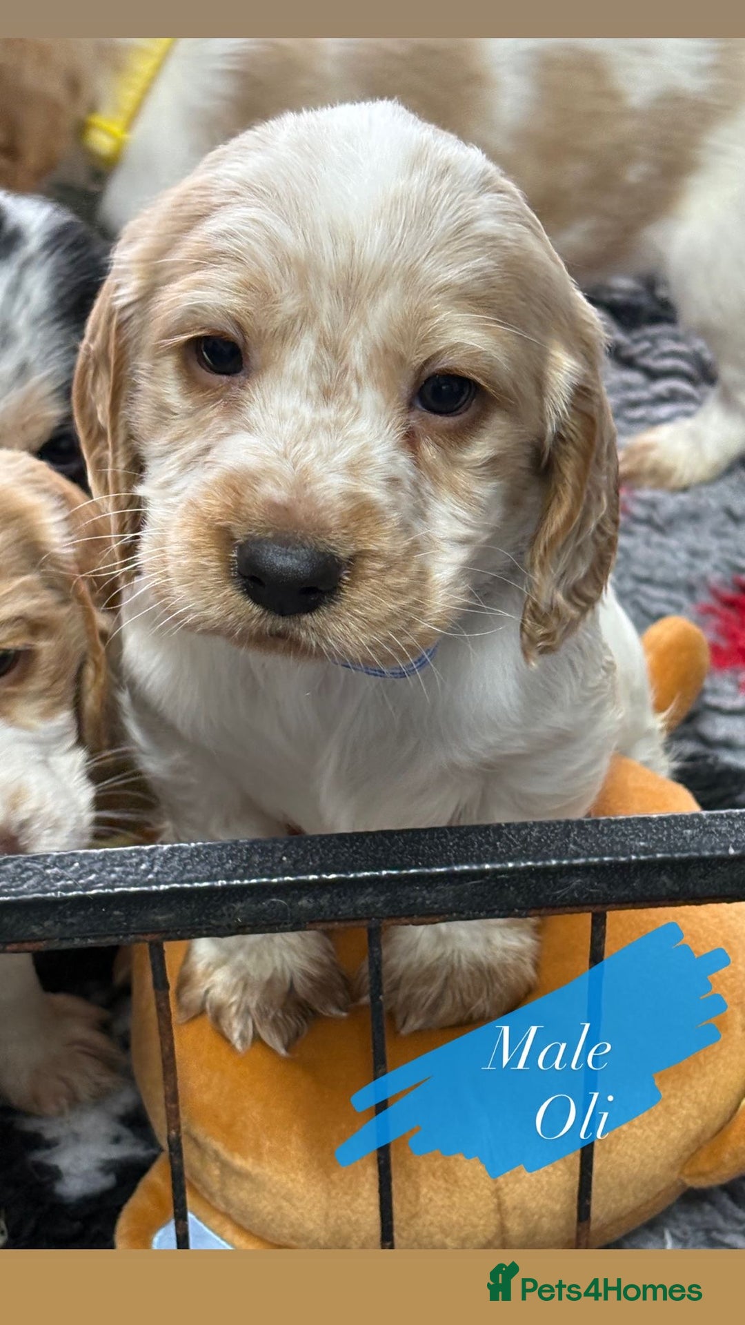 Cocker Spaniel dogs for sale: KC registered English cocker spaniels - Advert 5
