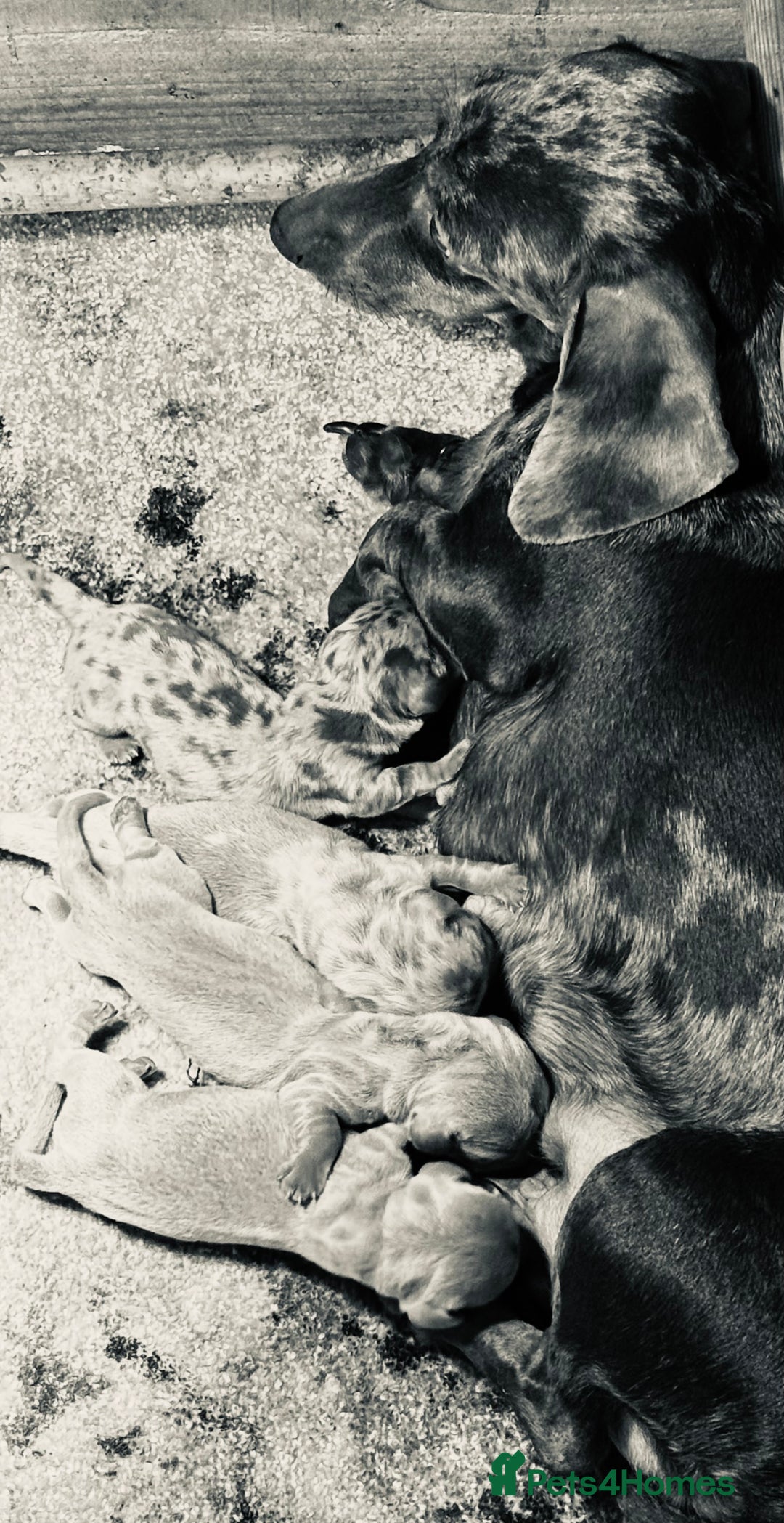 Miniature Dachshund dogs for sale: Miniature Dachshund Puppies  - Advert 10