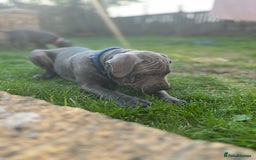 Staffordshire Bull Terrier dogs for sale: 15 WEEK KC REG BLUE STAFFORDSHIRE BULL TERRIER - Image 5