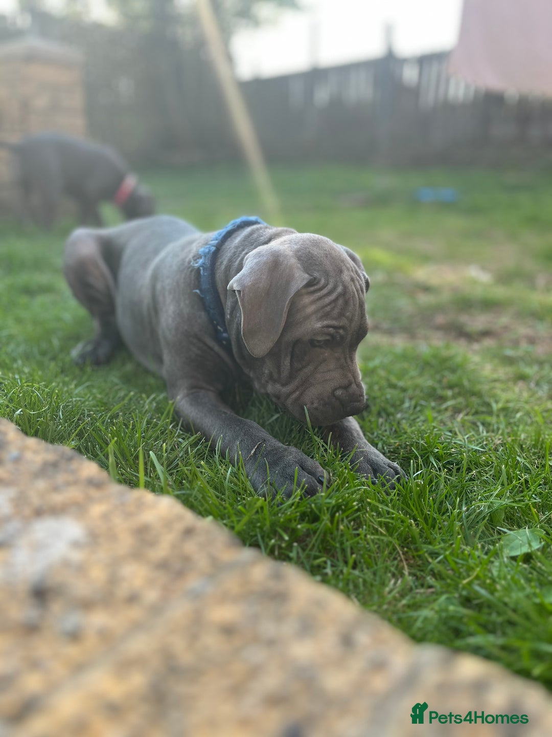 Staffordshire Bull Terrier dogs for sale: 15 WEEK KC REG BLUE STAFFORDSHIRE BULL TERRIER - Image 5