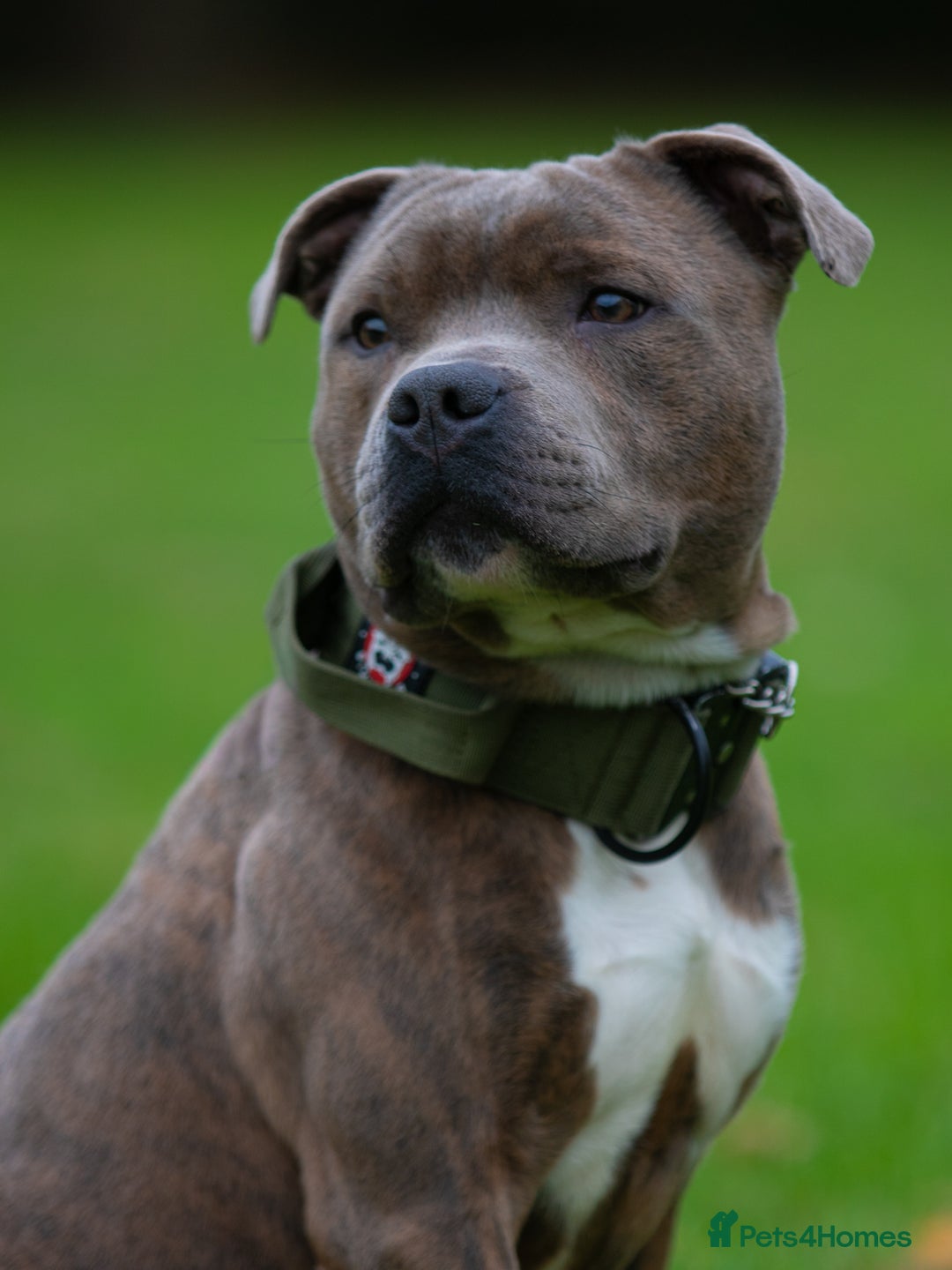 Staffordshire Bull Terrier dogs for stud: Amazing Blue Brindle Staffordshires Bull Terrier  - Image 2