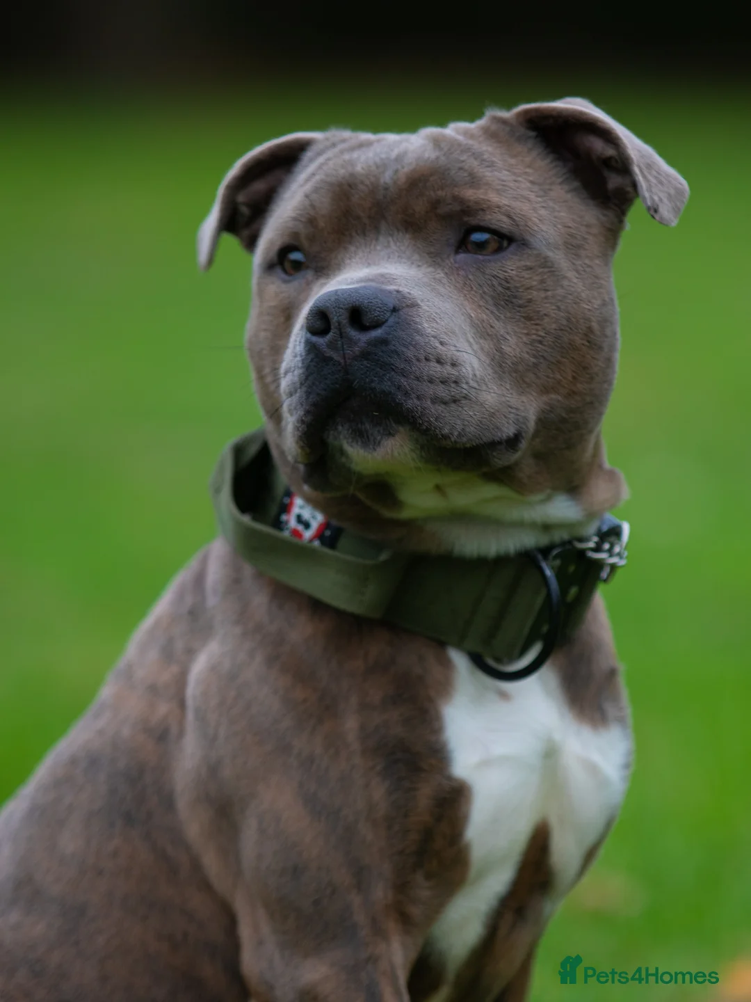 Staffordshire Bull Terrier dogs for stud: PROVEN Blue Brindle Staffordshire Bull Terrier  - Advert 2