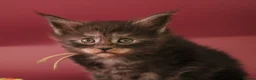 Maine Coon cats for sale: 🔥Gorgeous Maine Coons Available🔥 - Advert 22