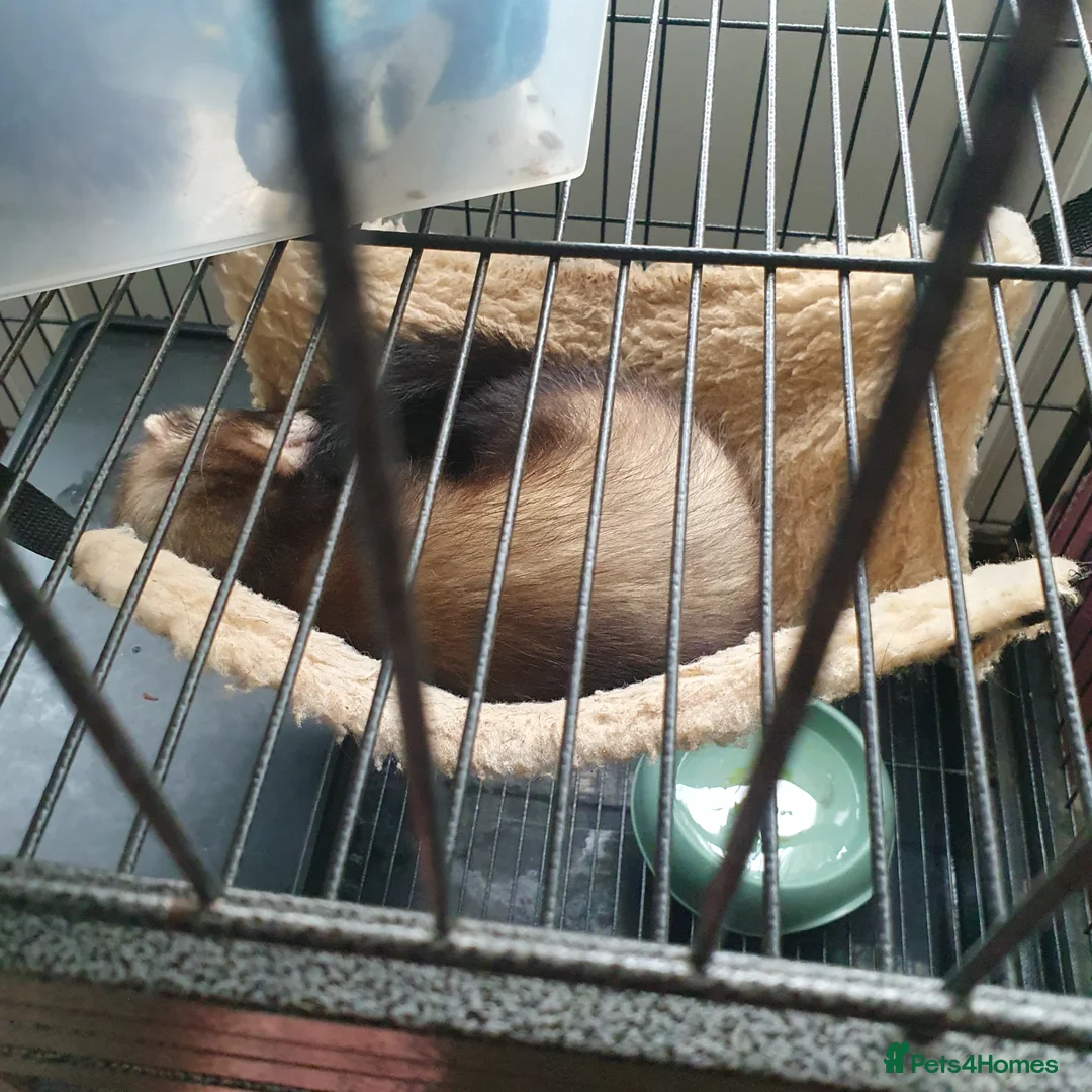 Ferret rodents for sale: 2 playful little boys - Advert 2