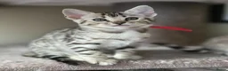 Bengal cats for sale: Gorgeous Health Tested Bengals  in Congleton - Advert 18