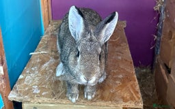 Mixed Breed rabbits for sale: Netherland Dwarf X Mini Lop - Image 3