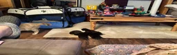 Mixed Breed cats for sale: Black kittens - Advert 3