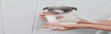Whippet 1