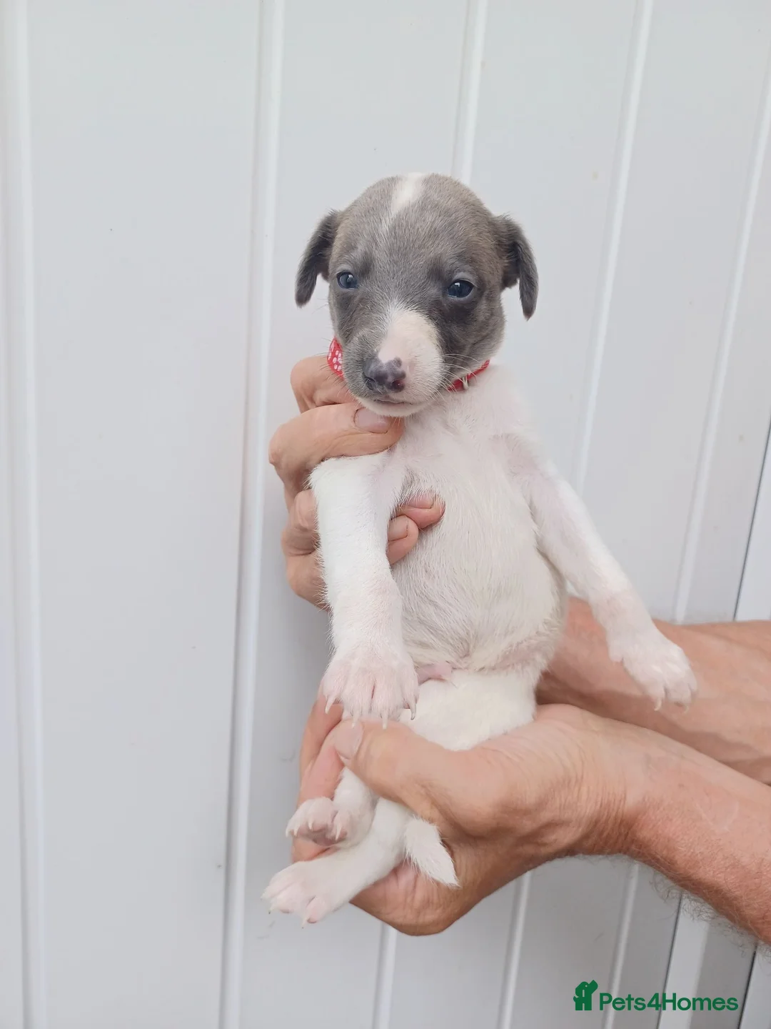 Whippet dogs for sale: Whippet Puppies - Advert 24