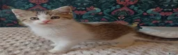 British Shorthair cats for sale: Adorable Brittish Shorthair kittens🐱 - Advert 8