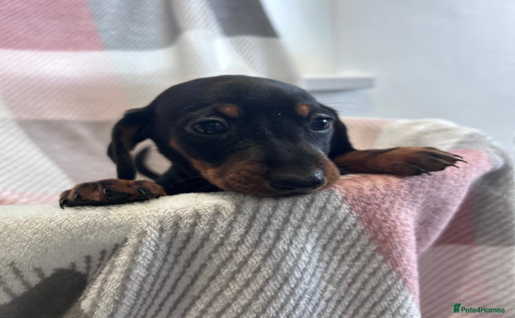 Dachshund dogs - Advert 1