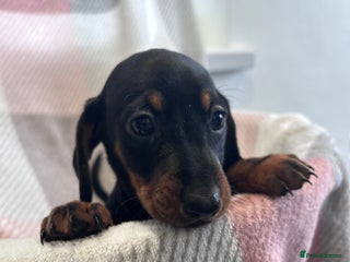 Dachshund dogs - Advert 26