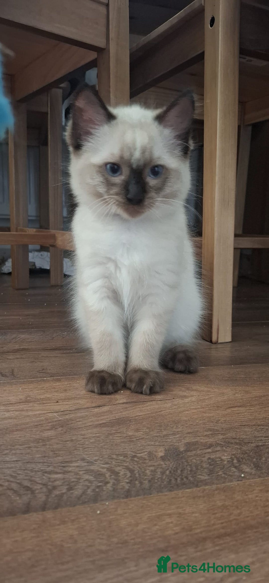 Ragdoll cats for sale: LAST TWO GCCF Ragdolls 1 boy and 1 girl left - Image 17