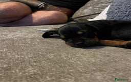 Mixed Breed dogs for sale: Miniature dachshund X French bulldog  - Image 12