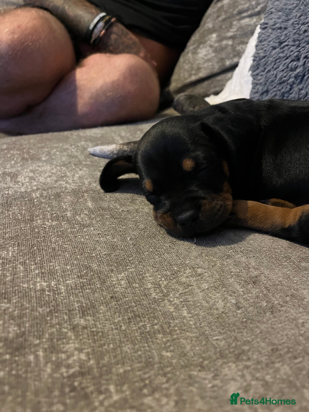 Mixed Breed dogs for sale: Miniature dachshund X French bulldog  - Image 12