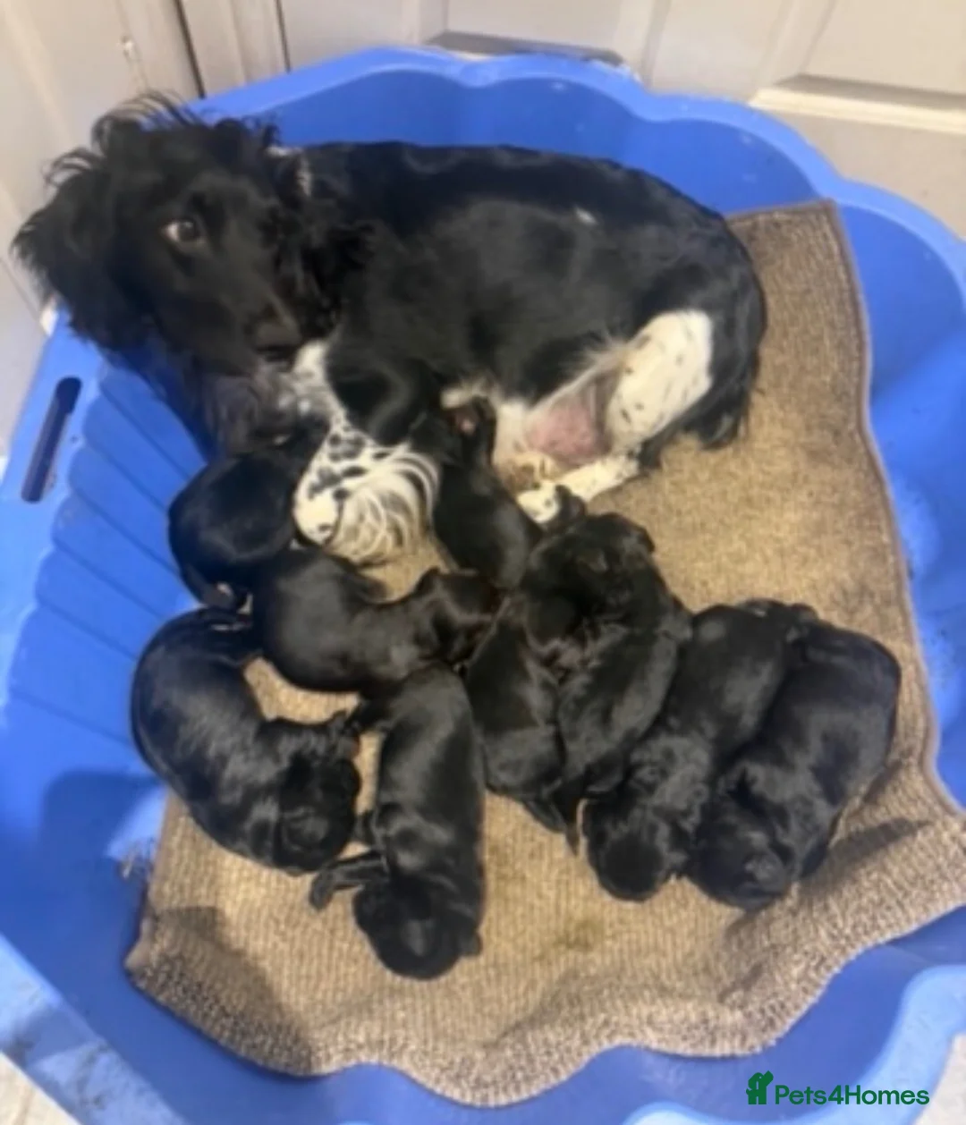 Mixed Breed dogs for sale: Golden Retriever x Springer Spaniel - Advert 2