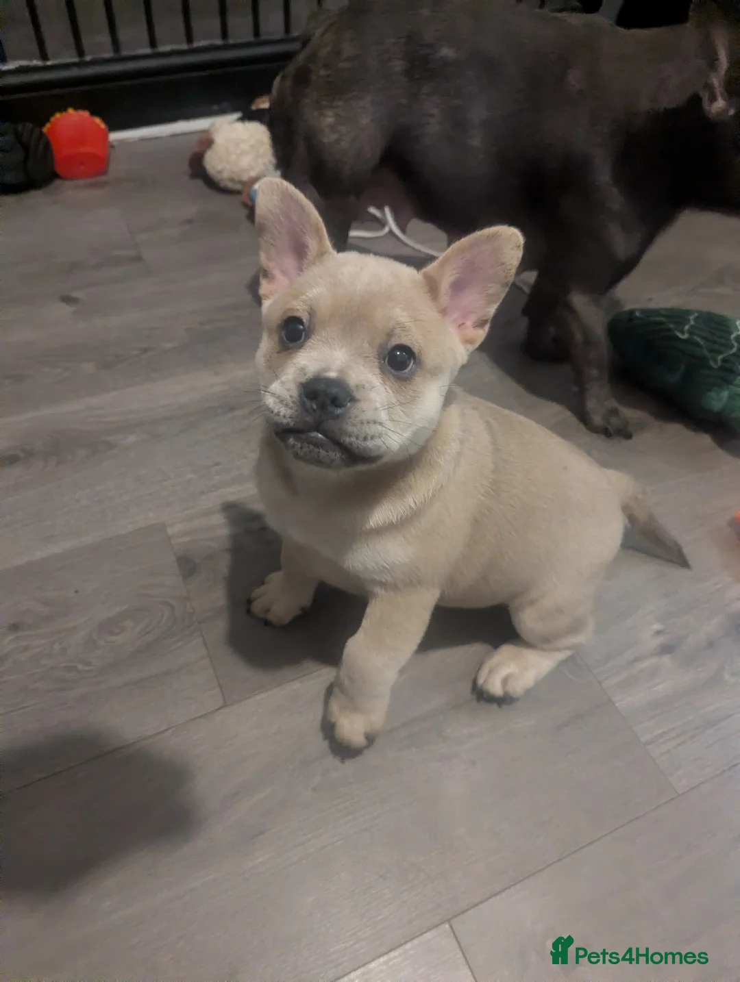 Mixed Breed dogs for sale:  3 Frow Frow girls available - Advert 4