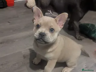 Mixed Breed dogs 3 Frow Frow girls available - Advert 9