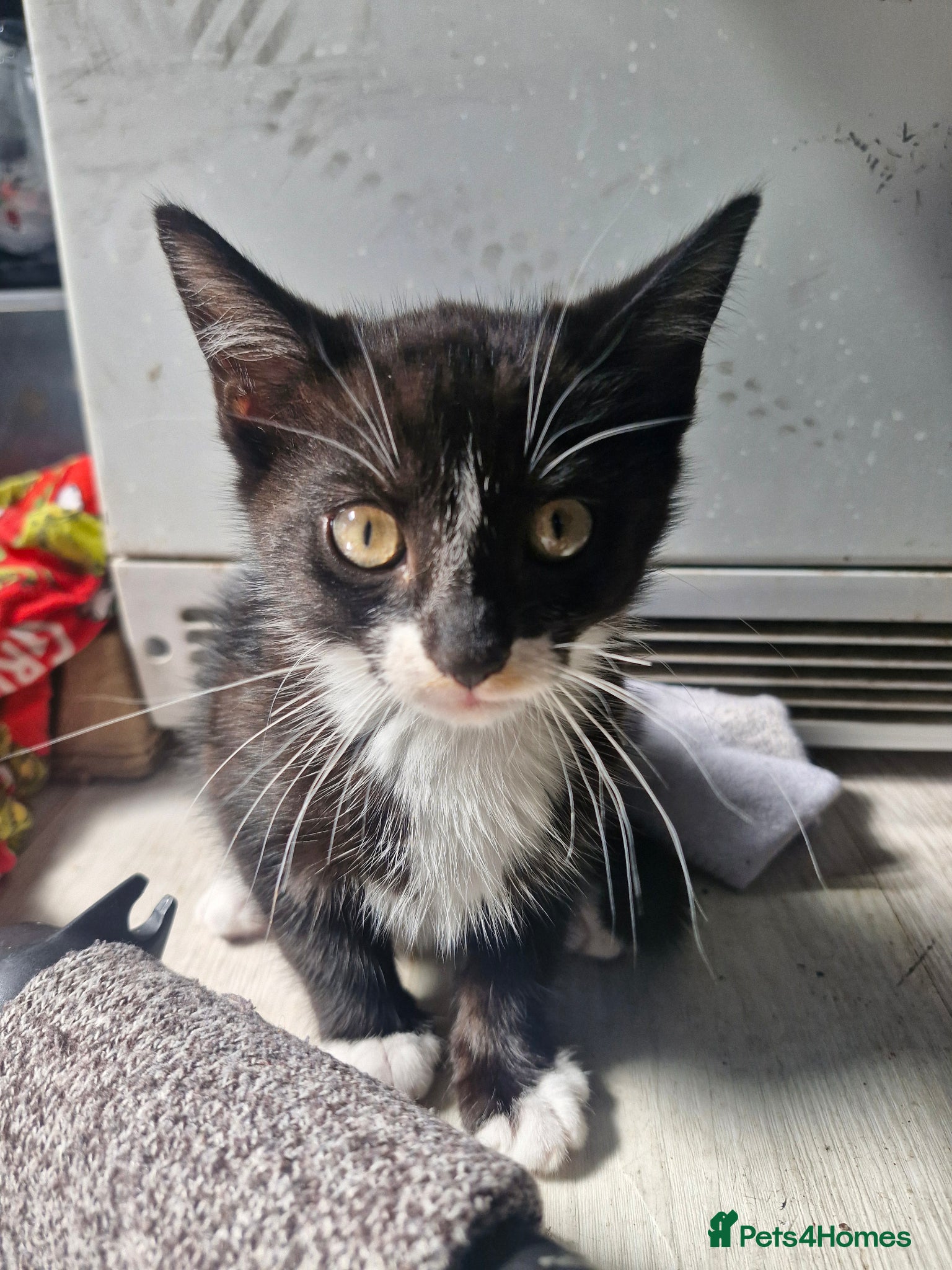 Mixed Breed cats 2 beautiful brothers ready to go - Advert 16