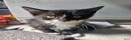 Mixed Breed cats for sale: 2 beautiful brothers ready to go - Advert 2