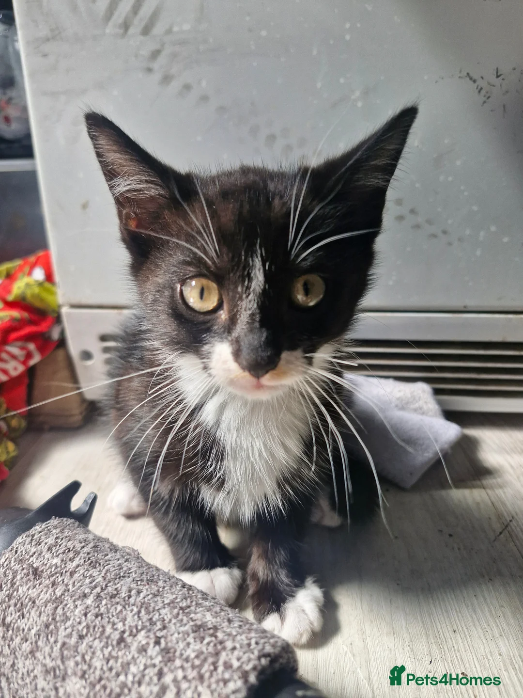 Mixed Breed cats for sale: 2 beautiful brothers ready to go - Advert 2