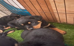 Rottweiler dogs for sale: Rotty/rottweiler puppies - Image 7