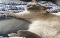 British Shorthair cats for sale: Vinnie and Tilly - Image 2