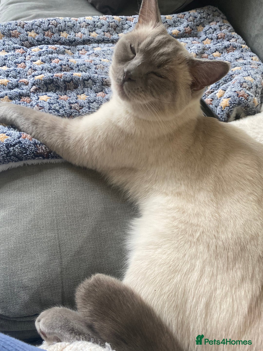 British Shorthair cats for sale: Vinnie and Tilly - Image 2