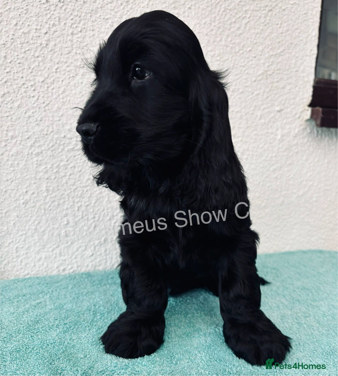 Cocker Spaniel dogs for sale: READY NOW Last boy, import line show cockers - Image 14