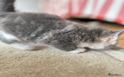 British Shorthair cats for sale: Gorgeous BSH kittens  - Image 14