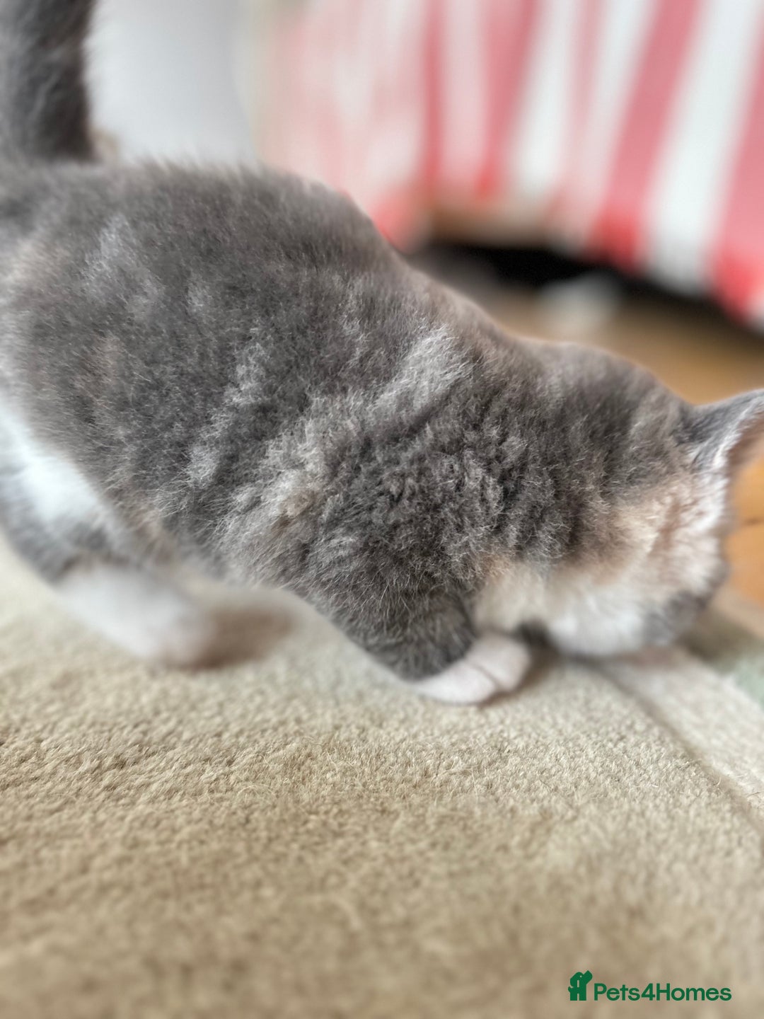 British Shorthair cats for sale: Gorgeous BSH kittens  - Image 14