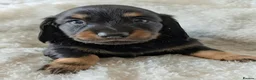 Miniature Dachshund dogs for sale: Miniature Longhaired Dachshund Puppies - Advert 5