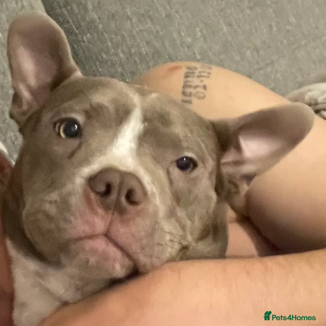 Mixed Breed dogs for sale: Narla  - Advert 3