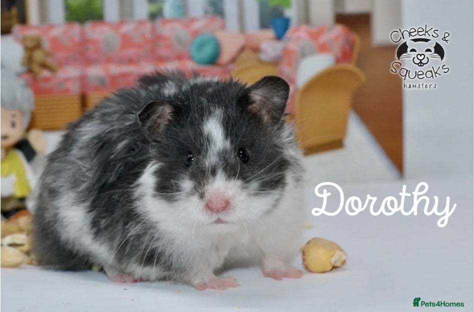 Hamster rodents for sale: Syrian Hamsters For Sale in Dunstable - Advert 3